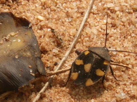 f:id:uchikoyoga:20130215150341j:image:w350