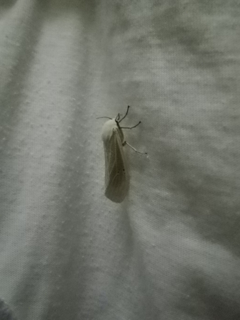 f:id:uchikoyoga:20130215150351j:image:h350