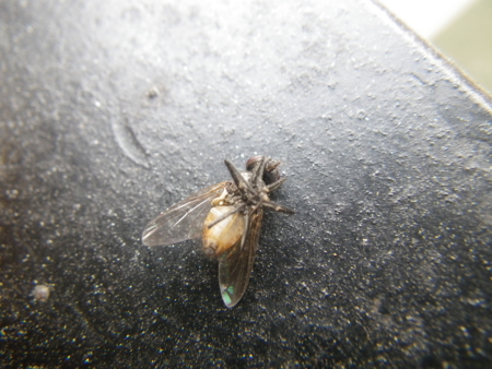 f:id:uchikoyoga:20130215150352j:image:w350