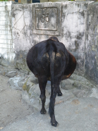 f:id:uchikoyoga:20130218211614j:image:h350