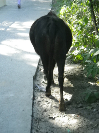 f:id:uchikoyoga:20130218211615j:image:h350