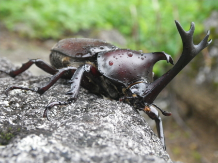 f:id:uchikoyoga:20130816170656j:image:w350