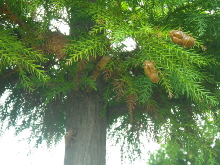 f:id:uchikoyoga:20131007215443j:image:w350