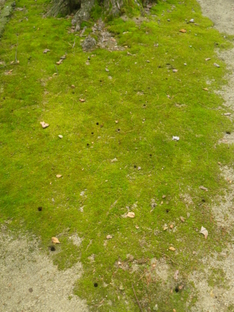 f:id:uchikoyoga:20131007215446j:image:h350