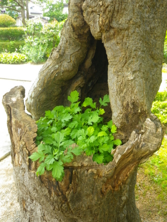f:id:uchikoyoga:20131007224736j:image:h350
