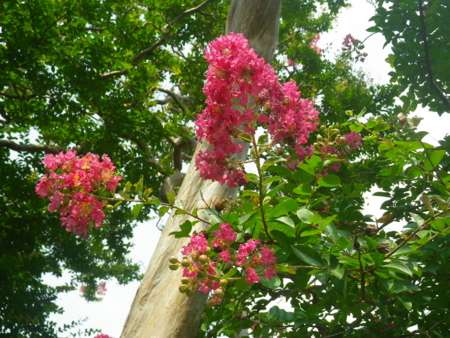 f:id:uchikoyoga:20131007224739j:image:w350:right