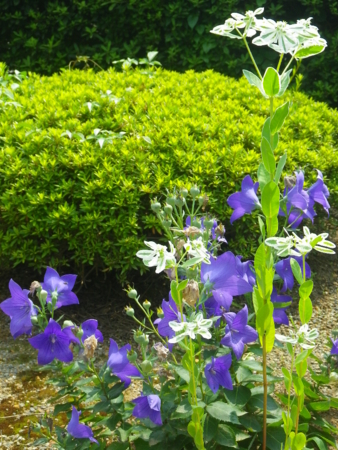 f:id:uchikoyoga:20131007224740j:image:h350