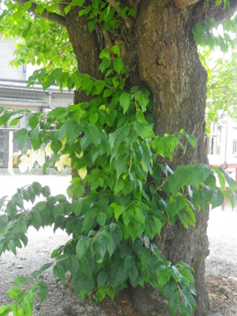 f:id:uchikoyoga:20131007224743j:image:h350