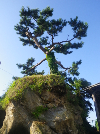 f:id:uchikoyoga:20140814133529j:image:h300:right f:id:uchikoyoga:20140814133529j:image:h300:right