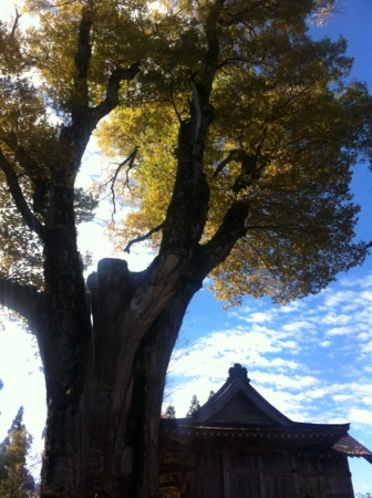 f:id:uchikoyoga:20141114223950j:image:h300:right