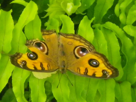 f:id:uchikoyoga:20150513215701j:image:w400