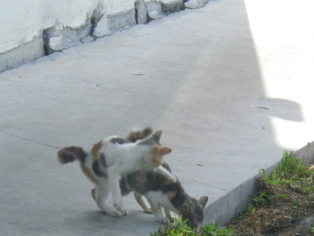 f:id:uchikoyoga:20160108194209j:image:w400