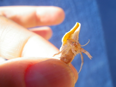 f:id:uchikoyoga:20160108210558j:image:w400