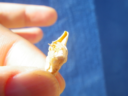 f:id:uchikoyoga:20160108210559j:image:w400