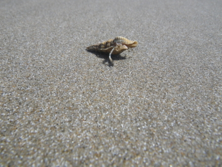 f:id:uchikoyoga:20160108210601j:image:w400