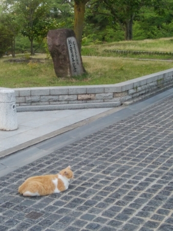 f:id:uchikoyoga:20170708162711j:image:h450