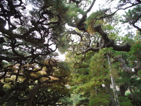 f:id:uchikoyoga:20171214082622j:image:w450