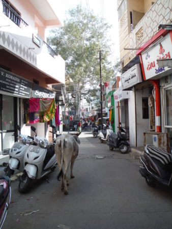 f:id:uchikoyoga:20180112212915j:image:h450