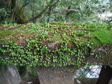 f:id:uchikoyoga:20180310201108j:image:w450