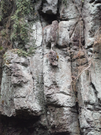 f:id:uchikoyoga:20180310201122j:image:h450