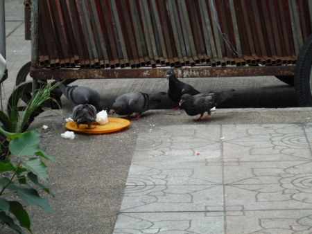 f:id:uchikoyoga:20180512142353j:image:w450