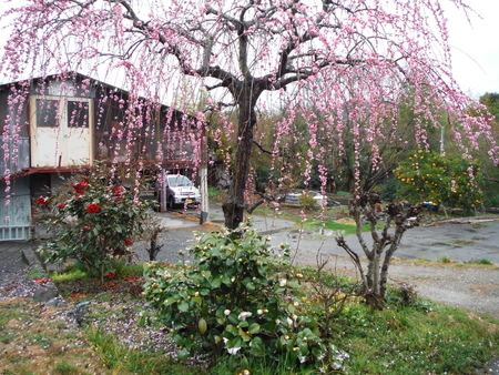 f:id:uchikoyoga:20190308141306j:plain