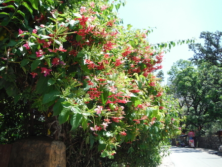 f:id:uchikoyoga:20190512170458j:plain