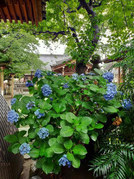 f:id:uchikoyoga:20200621202005j:plain f:id:uchikoyoga:20200621202005j:plain