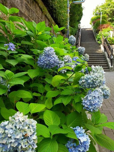 f:id:uchikoyoga:20200627234016j:plain f:id:uchikoyoga:20200627234016j:plain