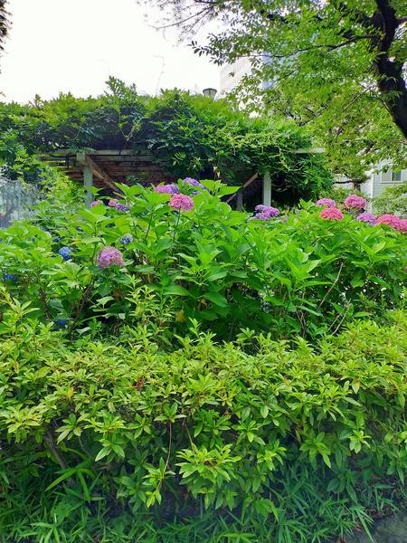 f:id:uchikoyoga:20200627234555j:plain f:id:uchikoyoga:20200627234555j:plain
