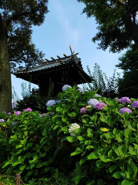 f:id:uchikoyoga:20200627234610j:plain f:id:uchikoyoga:20200627234610j:plain