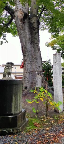 f:id:uchikoyoga:20201023114209j:plain f:id:uchikoyoga:20201023114209j:plain