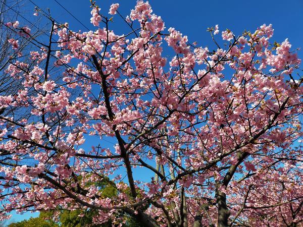 木場公園東にある大横川散歩道で河津桜のお花見 東京 木場駅近く うちこのヨガ日記 木場公園東にある大横川散歩道で河津桜のお花見 東京 木場駅近く うちこのヨガ日記