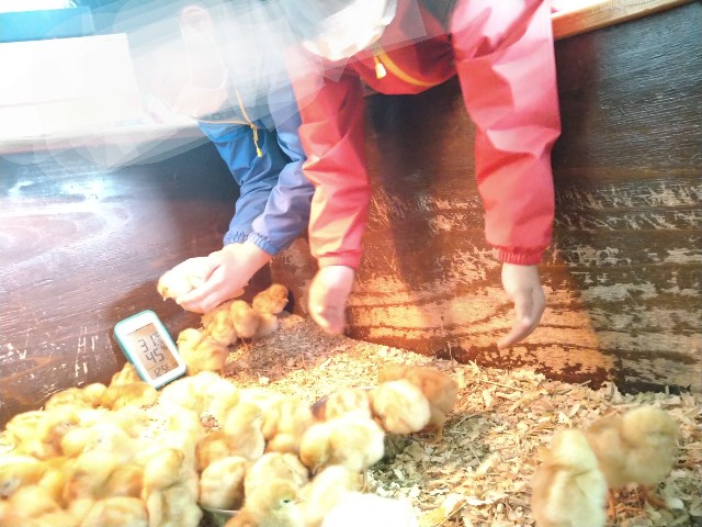 f:id:uchiniwatori:20221012122702j:image