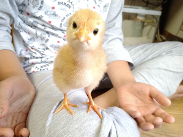 f:id:uchiniwatori:20221018160835j:image