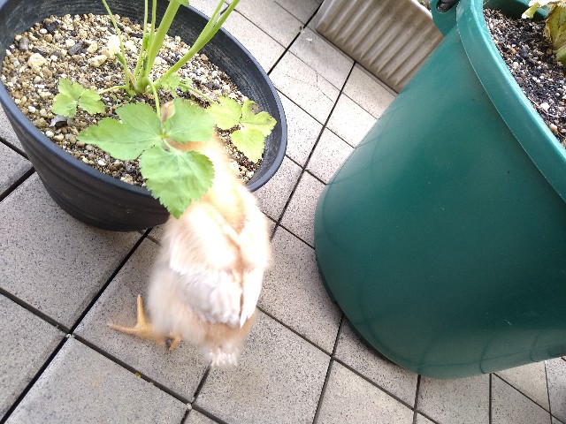 f:id:uchiniwatori:20221019105246j:image