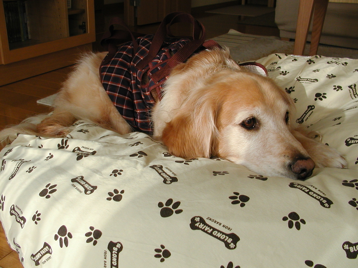 f:id:uchino-akari:20210710124313j:plain