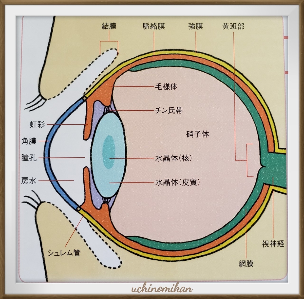 f:id:uchinomikan:20190530114911j:plain f:id:uchinomikan:20190530114911j:plain