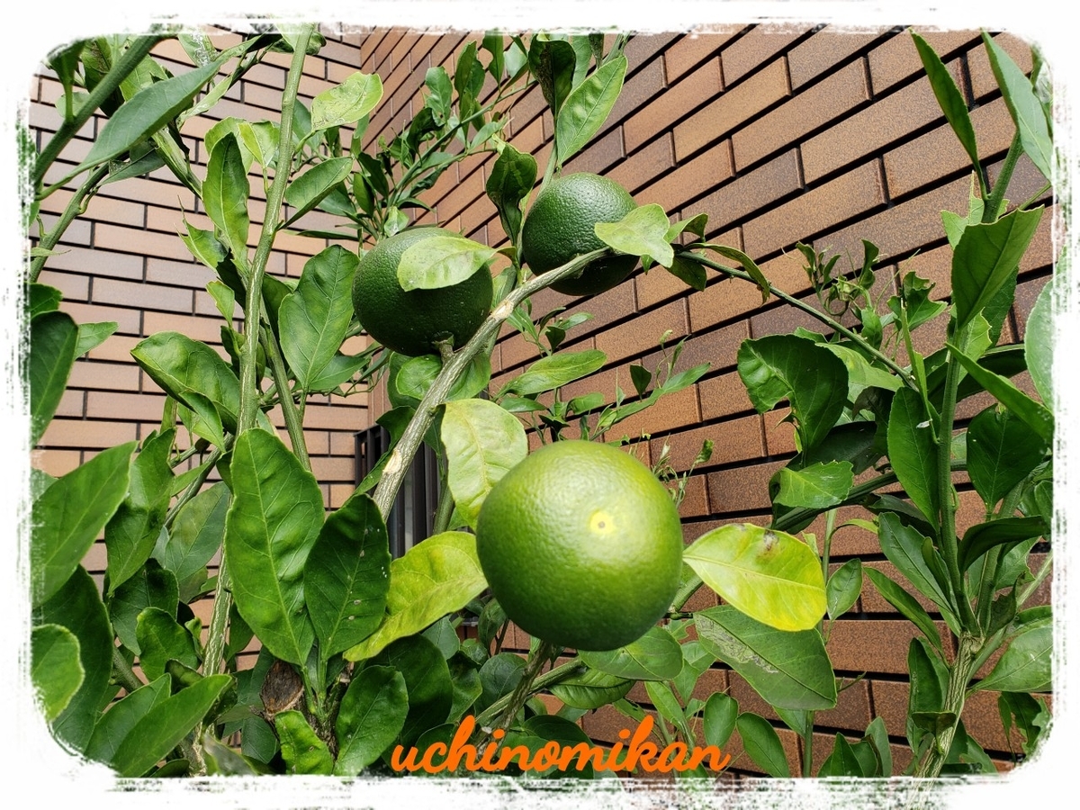 f:id:uchinomikan:20191003122245j:plain f:id:uchinomikan:20191003122245j:plain