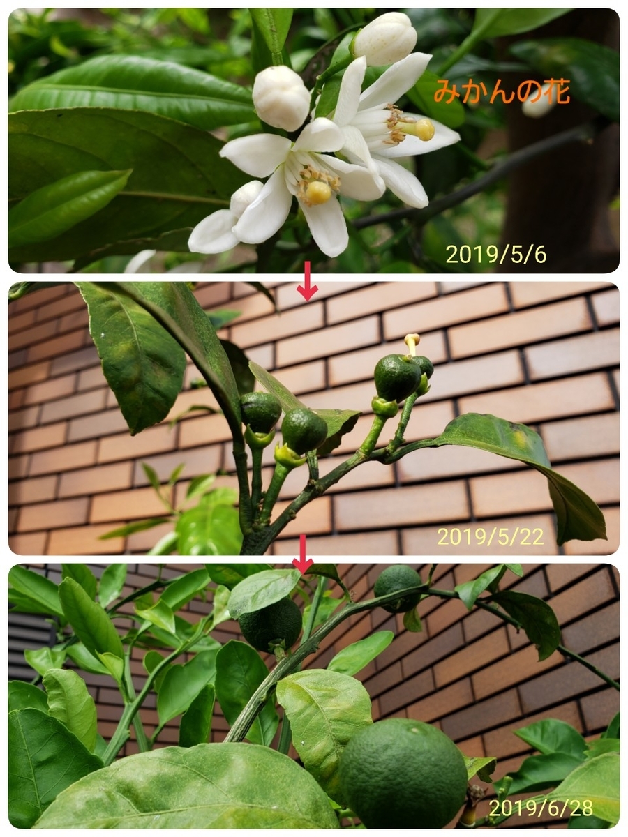 f:id:uchinomikan:20191003123916j:plain f:id:uchinomikan:20191003123916j:plain