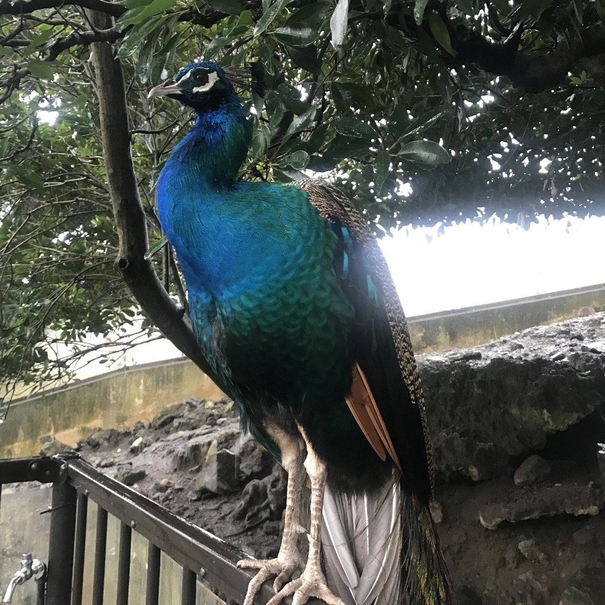 f:id:uchisobako:20191010220836j:plain f:id:uchisobako:20191010220836j:plain