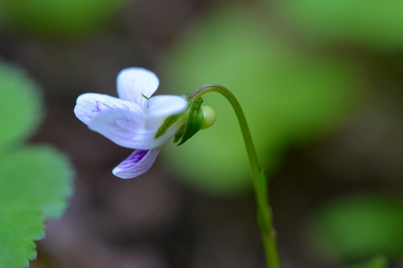 季節の便り 花言葉は 純粋 誠実 謙遜 Uchiyamabunaの日記