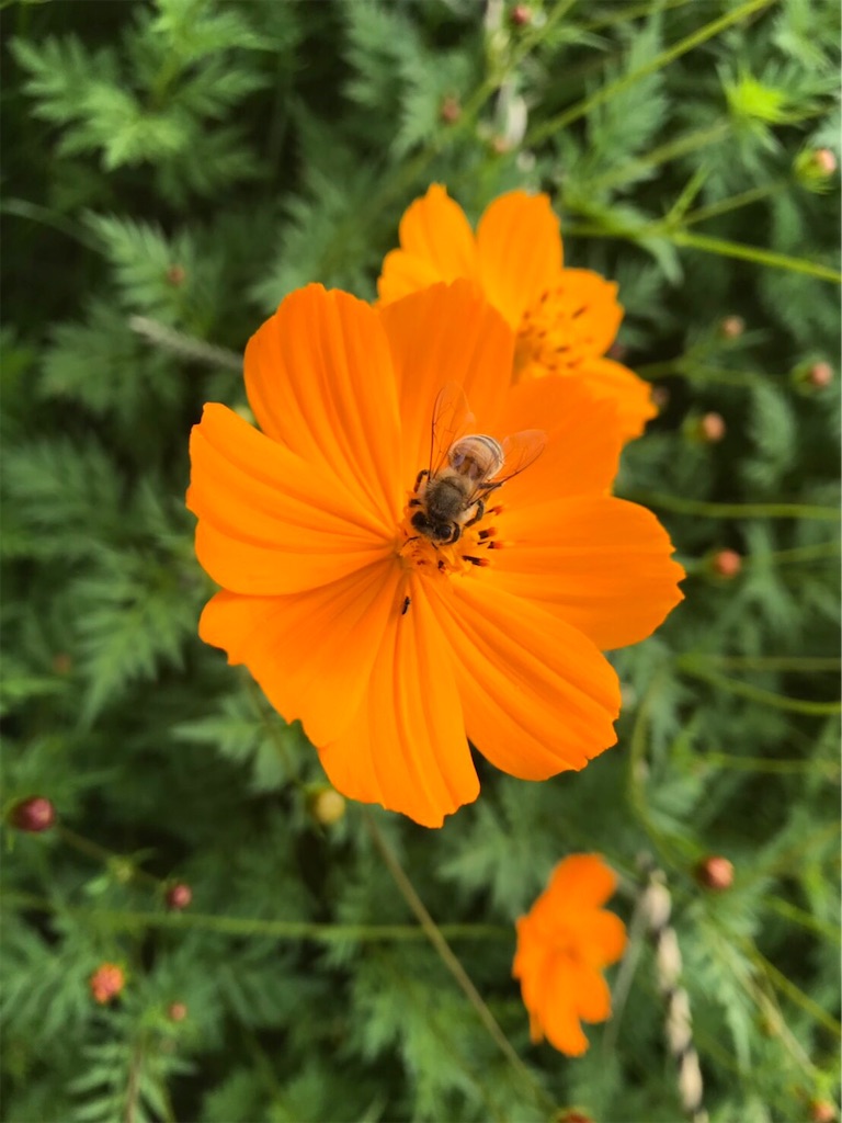 f:id:ucrentacar:20181022233301j:image