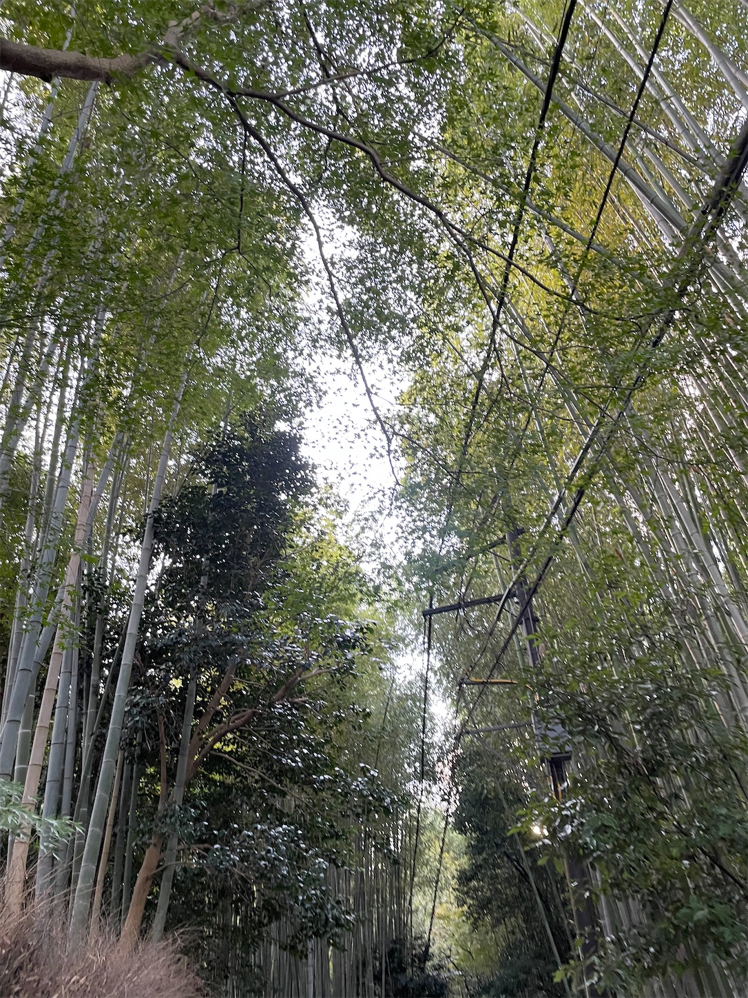 f:id:udaigotenno:20240304234517j:image