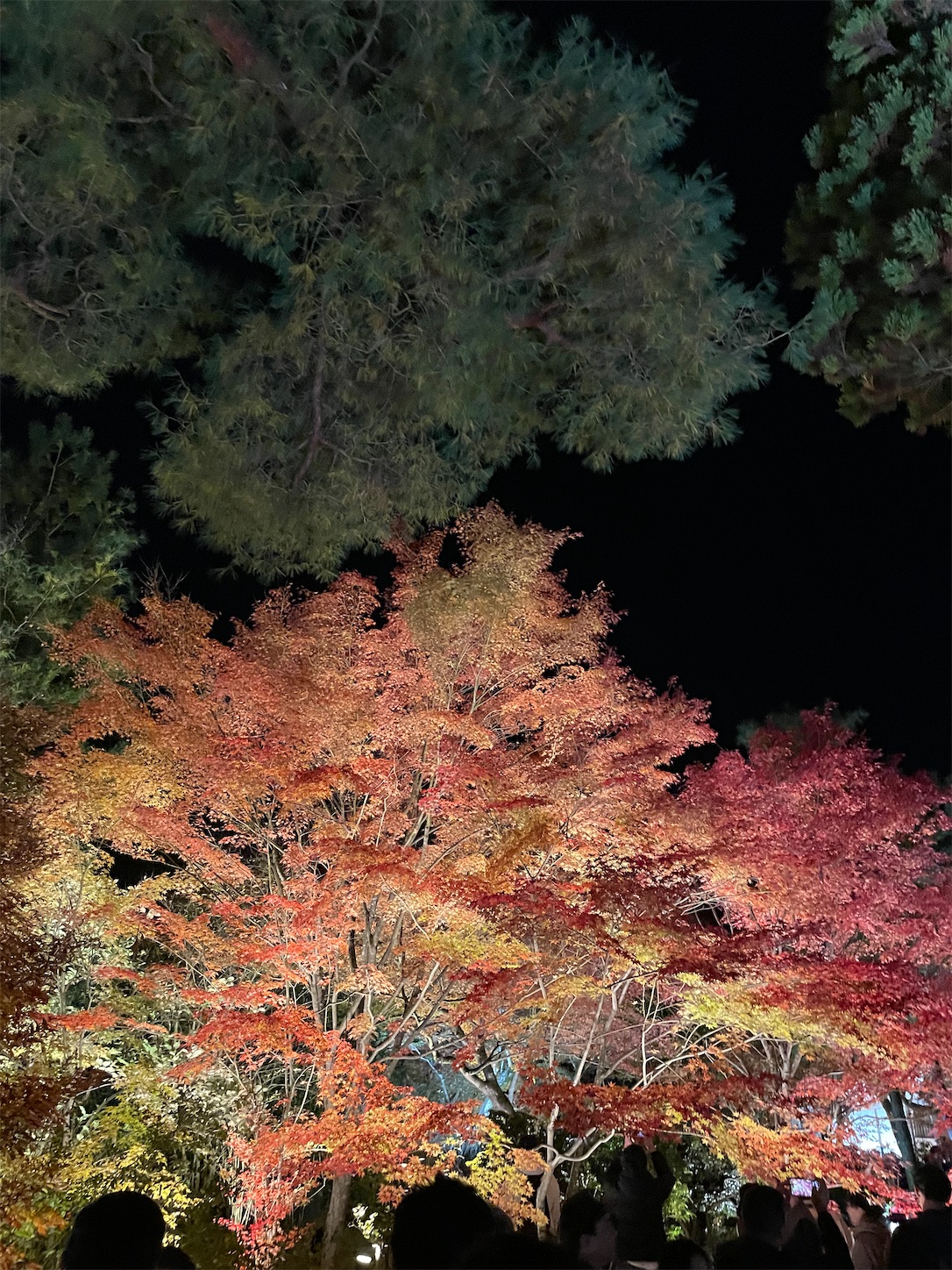 f:id:udaigotenno:20240304234722j:image