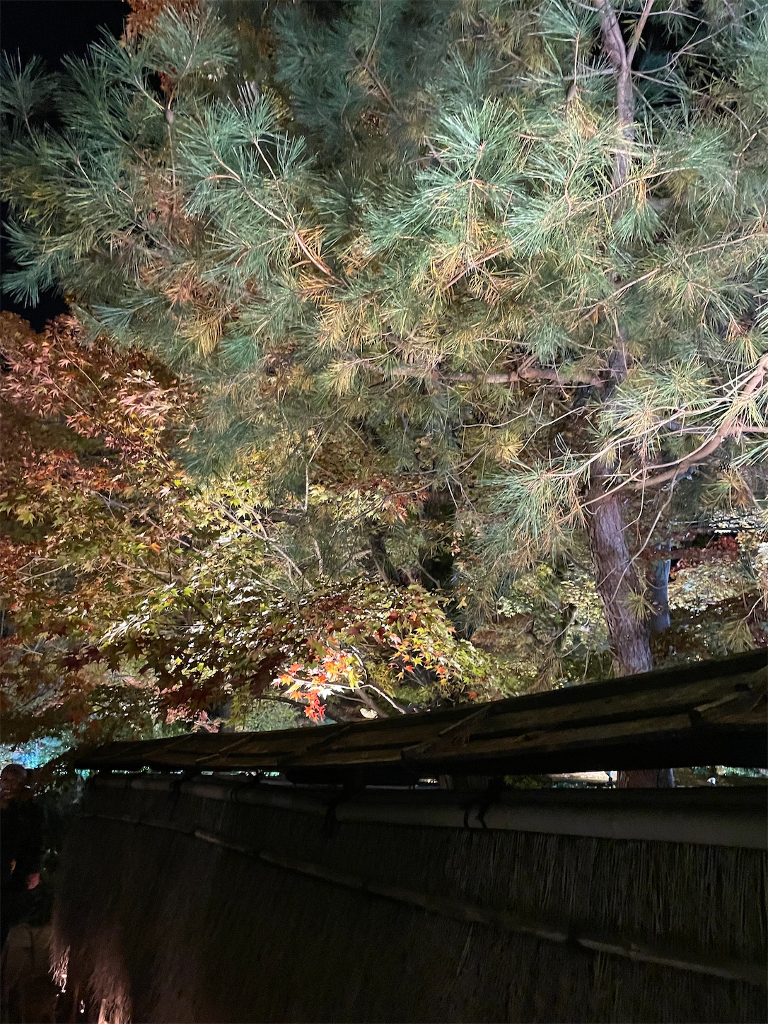 f:id:udaigotenno:20240304234750j:image