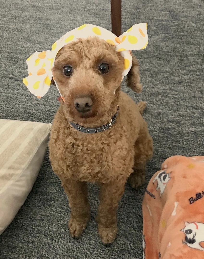 f:id:udedokeipark:20200814220545j:plain