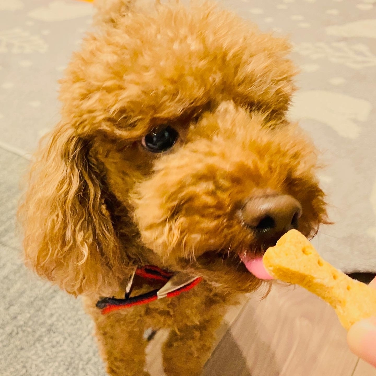 f:id:udedokeipark:20200814220604j:plain