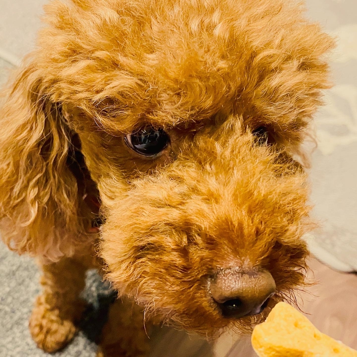 f:id:udedokeipark:20200814220629j:plain