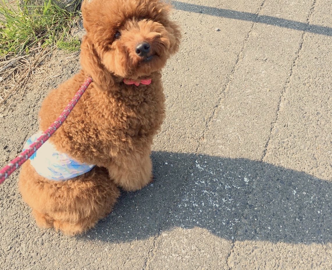 f:id:udedokeipark:20200814220637j:plain